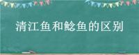 清江鱼和鲶鱼的区别