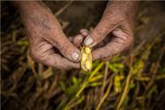 农业农村部：加大大豆种植支持力度！2023年种植大豆有哪些补贴？