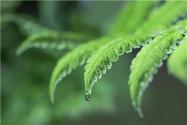 春分迎接春天！春分的節(jié)氣含義是什么？春分前上墳還是春分后上墳？