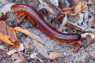 千足虫有多少条腿？和蜈蚣的区别有哪些？