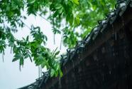 谷雨节气的三番花信是指什么？谷雨下雨好还是不下雨好？