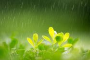 2023年谷雨是幾月幾日?谷雨節(jié)氣的特點和風俗介紹！