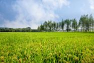 2023南京市市级示范家庭农场申报条件：经营规模是多少？