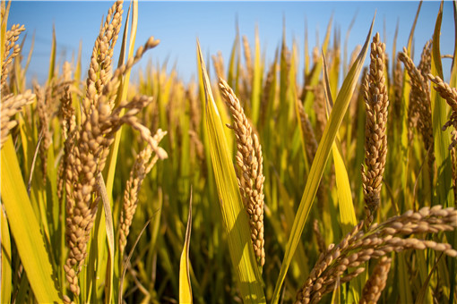 水稻收入保险和普通水稻补贴保险有什么区别？