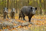 2023野猪除名三有保护动物！野猪除名就可以随意捕杀、食用吗？