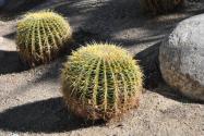 金虎仙人球植物怎么养？这几招花友必看！