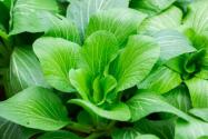 官方建议受灾地种速生菜！速生菜有哪些品种？