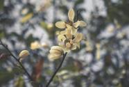 含笑花的养殖方法是怎样的？为什么家里不养含笑花？