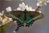 三尾凤蝶是哪个国家特有？属于几级保护动物？