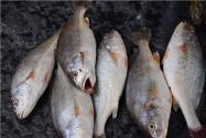 大黄鱼苗种培育及成鱼养殖技术
