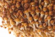 滑子菇栽培技术要点介绍！滑子菇在哪里生长？