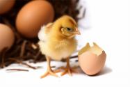 元宝鸡养殖全指南：科学方法与关键注意事项
