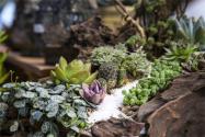 多肉植物修根實操教程，教你如何將多肉植物修好根