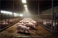 育肥猪的饲料的最佳配方：猪怎样配饲料长得最快？