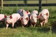 常见的猪病有哪些？该怎么防治？