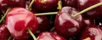 樱桃生产地在哪里？