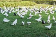 鸽子养殖方法有哪些？养殖技巧分享！