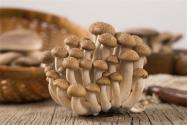 大棚蘑菇该如何种植？大棚蘑菇的种植管理技术分享！