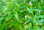 穿心莲的种植方法和管理