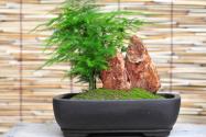 文竹怎么修剪?文竹的修剪要领和方法