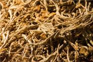中国茶树菇之乡是哪里？茶树菇种植效益及成本分析