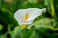 马蹄莲怎么养？开花后如何养护？