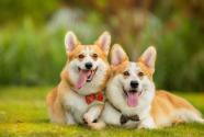 犬瘟热怎么治？怎么判断狗得了犬瘟？