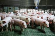 现代化养猪场的建设方案有哪些？
