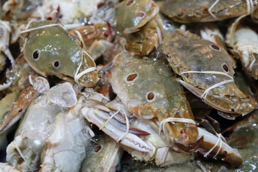 海蟹死多久不能食用?死了冷冻还能吃吗?海蟹是一种美味的海鲜,但它们