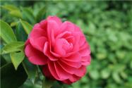 茶花是凶树还是吉树？为什么茶花叫断子绝孙？