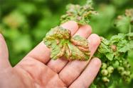 园林植物刺吸类害虫有哪些?如何防治刺吸类害虫?