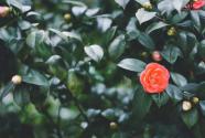 园林植物山茶花的种植栽培管理技术要点介绍！