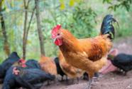 林地养鸡需要注意什么？林地养鸡品种选择及饲养管理介绍！