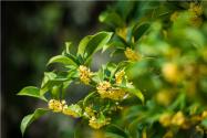 黄金桂花树种植技术！金桂怎样种才长得旺？