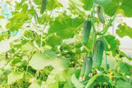 大棚温室黄瓜种植技术与管理要点
