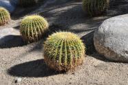 金虎仙人球植物怎么养?这几招花友必看!