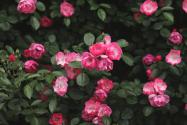 月季花栽培方法和技巧