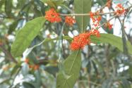 丹桂什么时候开花？不开花怎么办？