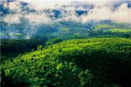种植油茶树有前景怎么样？油茶树种植成本与利润