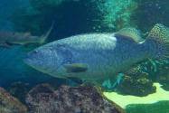石斑鱼多少钱一斤市场价2023？2024石斑鱼养殖前景如何？