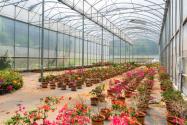 大棚花卉怎么管理?大棚花卉种植的常见问题及对策