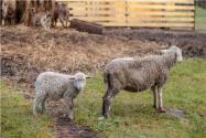 科学养羊注意事项有哪些？科学养羊的5大方法