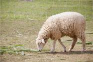 初次养羊需要注意什么？新手养羊买几个月羊合适？
