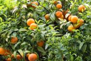 如何种植柑橘？柑橘栽培技术与栽后管理要点介绍！