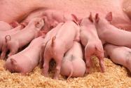 刚刚断奶的小猪要如何养殖?这几点管理一定要了解!