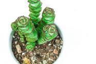 钱串子花的养殖方法和注意事项