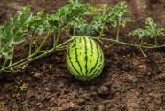 无籽西瓜怎么种？无籽西瓜栽培技术介绍！