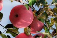 苹果的三种贮藏方法！大量苹果怎样保存时间长又新鲜？