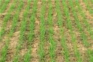 冬小麦生长的气候条件！什么气候适合种冬小麦？