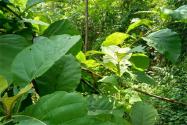 日本厚朴怎么种植？日本厚朴种植时对温度有要求吗？